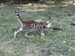 Dodatkowe zdjęcia: Chłopiec Savannah F2