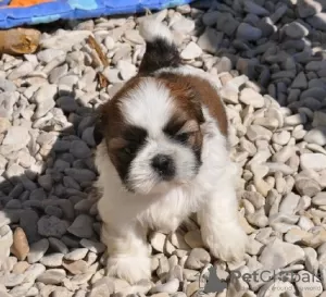 Zdjęcie №1. shih tzu - na sprzedaż w Hannover | Bezpłatny | Zapowiedź №130320