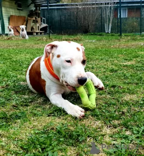 Dodatkowe zdjęcia: Amerykański staffordshire terrier