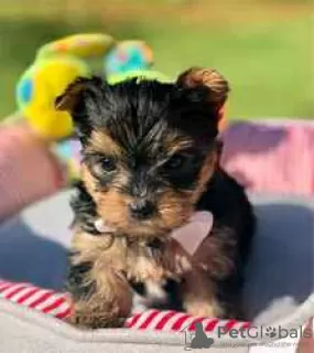 Zdjęcie №3. Sprzedam wspaniałe szczenięta rasy Yorkshire Terrier. USA