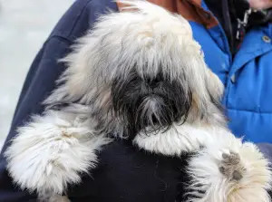 Zdjęcie №2 do zapowiedźy № 4666 na sprzedaż  lhasa apso - wkupić się Ukraina hodowca