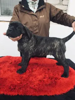 Dodatkowe zdjęcia: Cane Corso