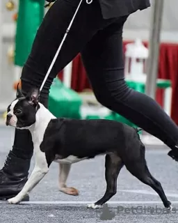 Dodatkowe zdjęcia: Borton Terrier FCI