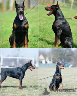 Zdjęcie №2 do zapowiedźy № 124058 na sprzedaż  doberman - wkupić się Serbia hodowca