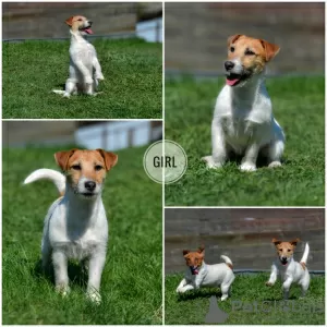 Zdjęcie №4. Sprzedam jack russell terrier w Mińsk. od żłobka - cena - 897zł