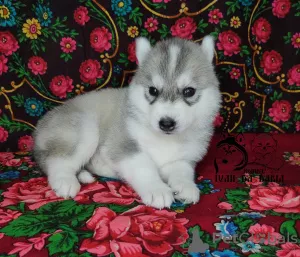 Dodatkowe zdjęcia: Szczenięta Siberian Husky