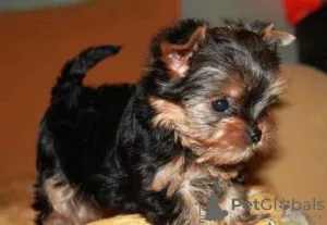 Zdjęcie №1. yorkshire terrier - na sprzedaż w Kijów | 690zł | Zapowiedź №7907