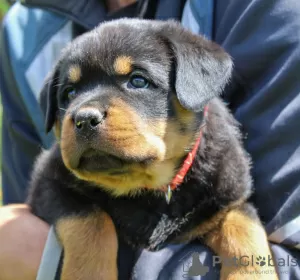 Dodatkowe zdjęcia: Szczeniak rottweilera - Victory Tanarotti