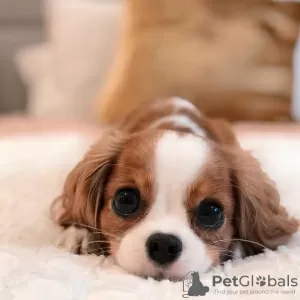 Zdjęcie №2 do zapowiedźy № 127295 na sprzedaż  cavalier king charles spaniel - wkupić się USA 