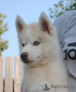 Zdjęcie №3. szczeniaki husky w wieku 2 miesięcy. Federacja Rosyjska