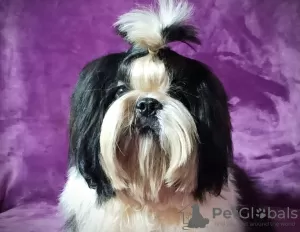 Zdjęcie №1. shih tzu - na sprzedaż w Долинская | negocjowane | Zapowiedź №17830