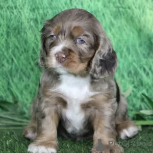 Zdjęcie №1. cocker spaniel amerykański - na sprzedaż w Barranquilla | 693zł | Zapowiedź №45705