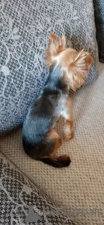 Zdjęcie №2. Usługi krycia yorkshire terrier. Cena - 42zł