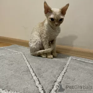 Dodatkowe zdjęcia: Devon Rex Cynamon