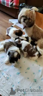 Dodatkowe zdjęcia: Sprzedam tsutsenya Shih Tzu