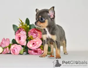 Dodatkowe zdjęcia: Prawdziwy diament. Miniaturowa dziewczynka chihuahua.