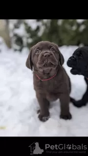 Dodatkowe zdjęcia: Elitarne szczenięta labradora