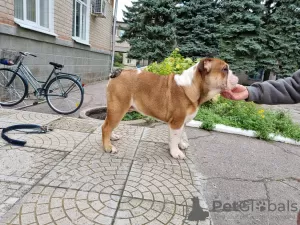 Dodatkowe zdjęcia: Bulldog Angielski