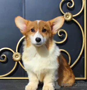 Zdjęcie №1. welsh corgi - na sprzedaż w Москва | 2578zł | Zapowiedź №51355