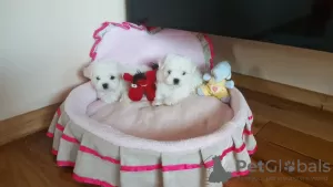 Zdjęcie №3. Mooie maltese kc-puppy's whatsappen..... 316887104240. Holandia