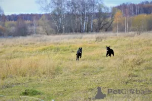 Dodatkowe zdjęcia: Szczeniak rasy prosto coated retriever