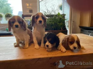 Zdjęcie №1. cavalier king charles spaniel - na sprzedaż w Дрезден | 1465zł | Zapowiedź №41583