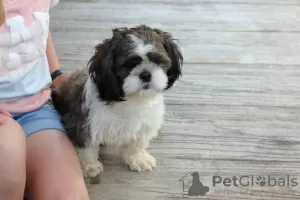 Zdjęcie №1. shih tzu - na sprzedaż w Freiburg im Breisgau | negocjowane | Zapowiedź №44775