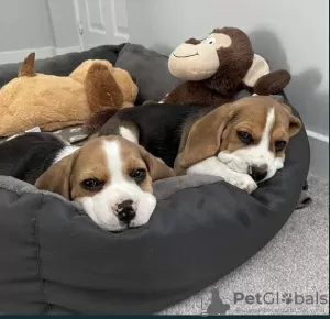 Dodatkowe zdjęcia: Sprzedam przepiękne szczenięta rasy beagle angielskie