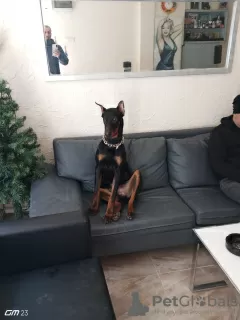 Zdjęcie №3. Oryginalny doberman w wieku 6 miesięcy. Turcja