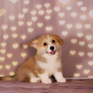 Dodatkowe zdjęcia: Welsh Corgi Pembroke Puppies