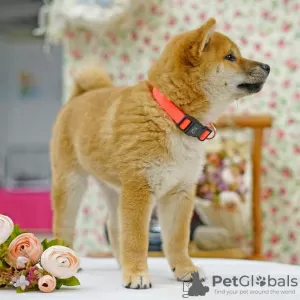 Dodatkowe zdjęcia: Shiba Inu. Szczenięta