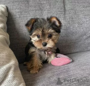 Zdjęcie №1. yorkshire terrier - na sprzedaż w Брисбен | negocjowane | Zapowiedź №24998