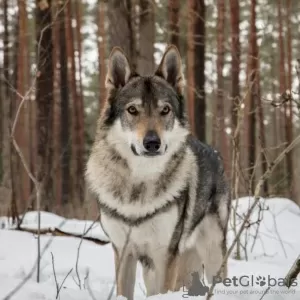 Zdjęcie №4. Sprzedam szpic włoski w Soligorsk. od żłobka, hodowca - cena - 3687zł