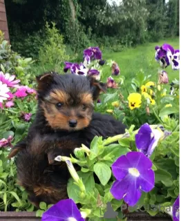 Zdjęcie №2 do zapowiedźy № 51122 na sprzedaż  yorkshire terrier - wkupić się USA prywatne ogłoszenie