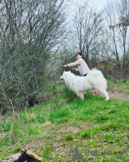 Zdjęcie №1. samojed (rasa psa) - na sprzedaż w Крупка | 837zł | Zapowiedź №50328