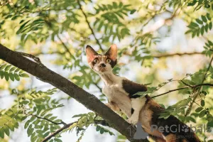 Zdjęcie №4. Sprzedam devon rex w Москва. od żłobka, hodowca - cena - 3737zł