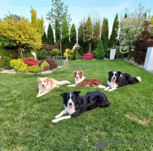 Dodatkowe zdjęcia: Piesek Border Collie FCI