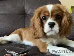 Zdjęcie №2 do zapowiedźy № 105775 na sprzedaż  cavalier king charles spaniel - wkupić się Federacja Rosyjska prywatne ogłoszenie