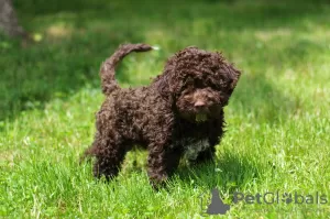 Dodatkowe zdjęcia: Szczenięta Lagotto Romagnolo