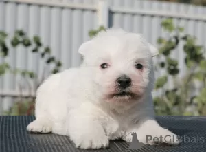 Dodatkowe zdjęcia: Szczenięta rasy West Highland White Terrier, dziewczynki