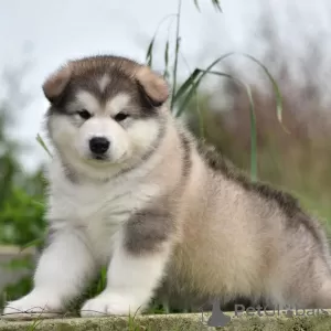 Zdjęcie №1. alaskan malamute - na sprzedaż w Tel Awiw | negocjowane | Zapowiedź №83991