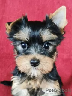 Zdjęcie №2 do zapowiedźy № 78522 na sprzedaż  yorkshire terrier - wkupić się Litwa prywatne ogłoszenie