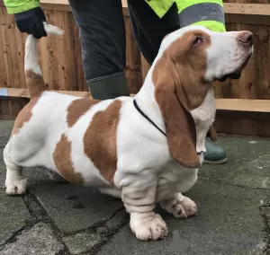 Zdjęcie №1. basset hound - na sprzedaż w Stavanger | 1757zł | Zapowiedź №18610