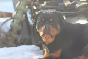 Zdjęcie №1. rottweiler - na sprzedaż w Penza | Negocjowane | Zapowiedź №5847