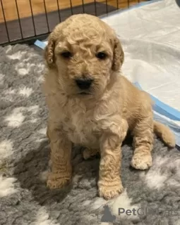 Zdjęcie №3. AJ Urocze szczenięta Mini Goldendoodle. USA