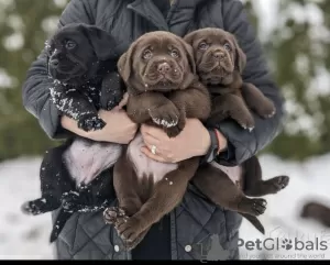 Zdjęcie №1. labrador retriever - na sprzedaż w Mińsk | 2773zł | Zapowiedź №82315