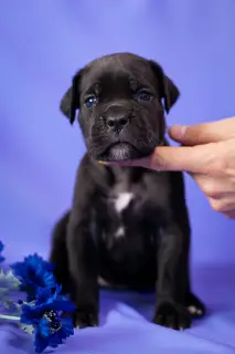 Dodatkowe zdjęcia: Cudowne szczenięta Cane Corso