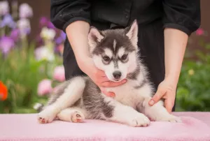 Zdjęcie №4. Sprzedam husky syberyjski w Briańsk. hodowca - cena - negocjowane