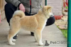 Dodatkowe zdjęcia: Akita Inu