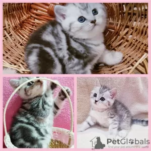 Zdjęcie №1. scottish fold - na sprzedaż w Mińsk | negocjowane | Zapowiedź № 39002